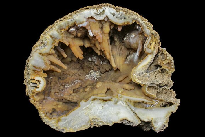 Agatized Fossil Coral Geode - Florida #188142